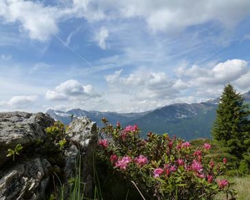 Alpenrosen