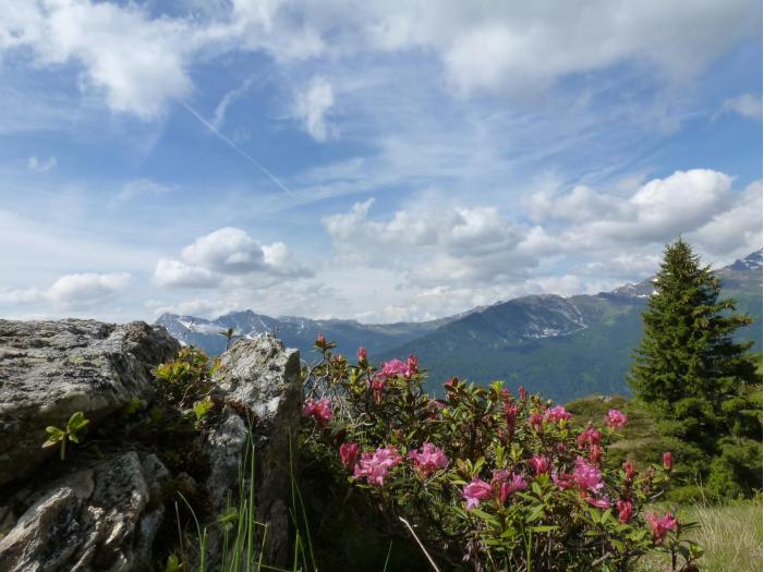Alpenrosen